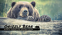 Grizzly Bear in Forest eLearning Course Thumbnail with Bear Resting on a Log