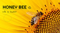 Honey Bee Pollinating Sunflower eLearning Course Thumbnail with Close-Up of Bee on Flower