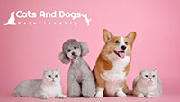 Cats and Dogs Relationship eLearning Course Thumbnail with 2 Cats and 2 Dogs sitting together on Pink Background